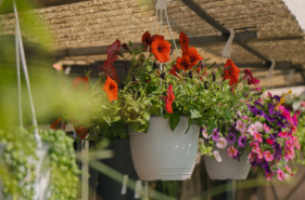 Alma Flors (floristeria)